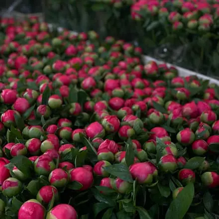 Hypericum