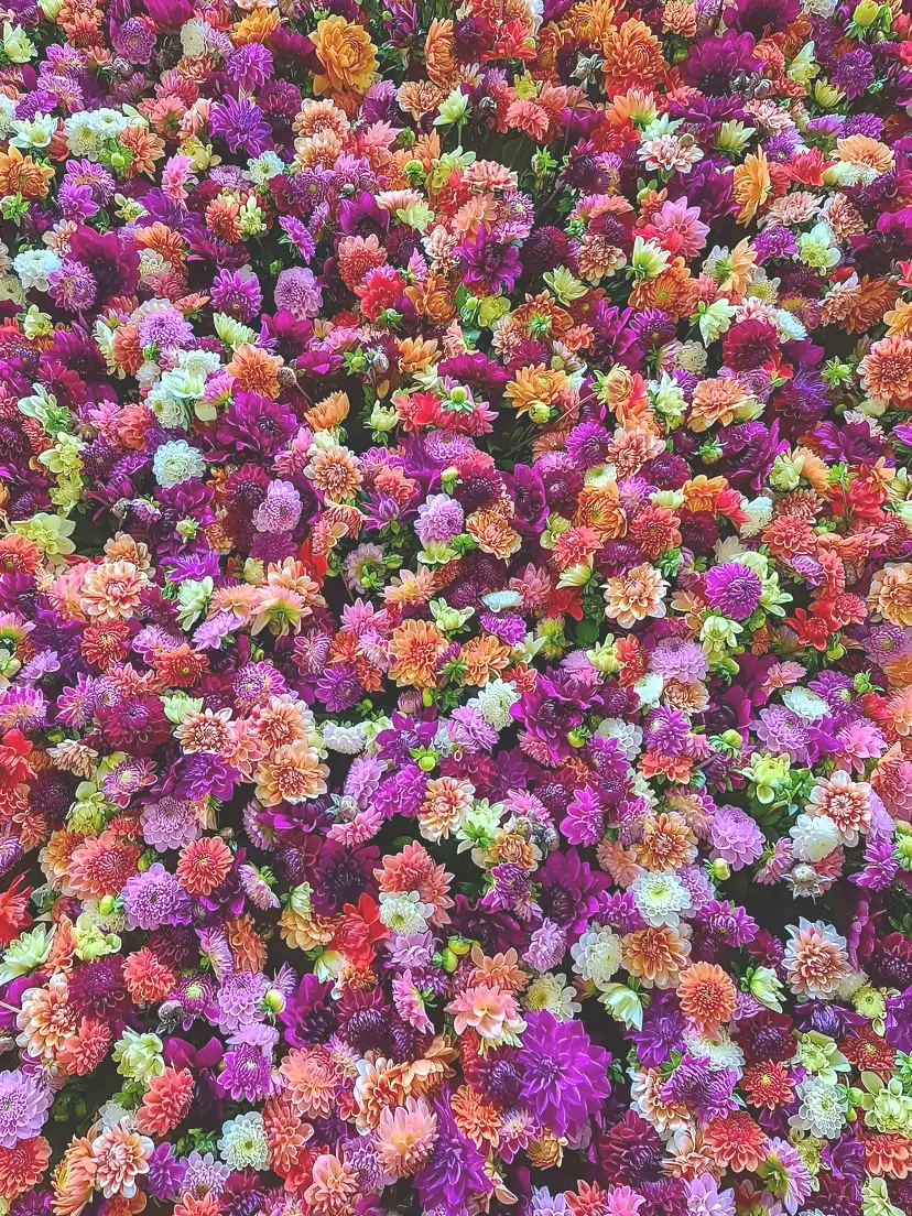 Een dicht tapijt van dahlia's in roze, paars, oranje en wit