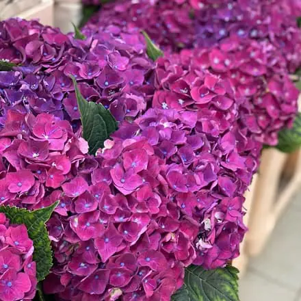Hortensia's