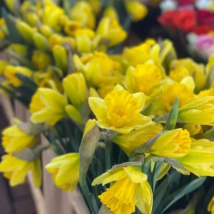 Narcissen