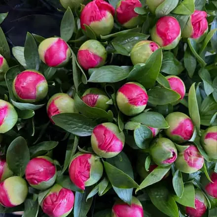 Pioenen