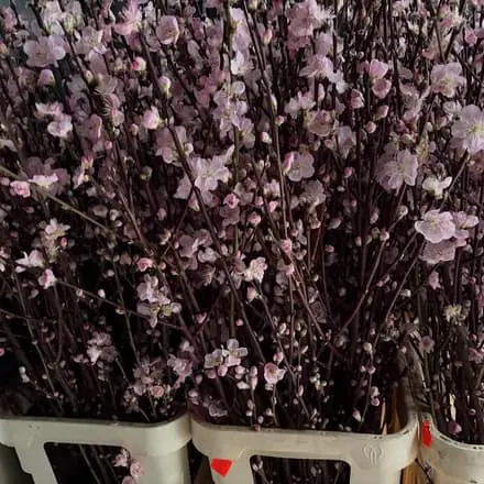 Prunus