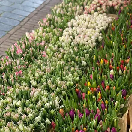 Tulpen